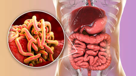 Parasitas no intestino humano